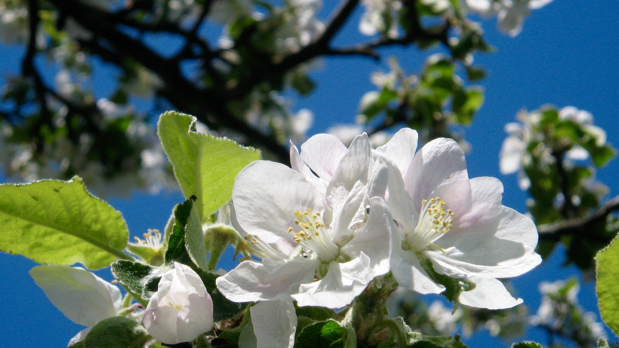 Frühling - neues astrologisches Jahr