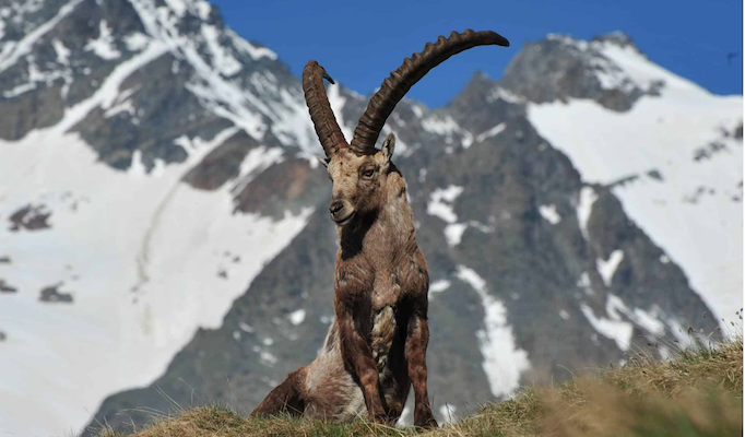 Das Tier Steinbock