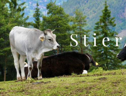 Stier – Sinnlichkeit, Genuss und  Verwurzelung
