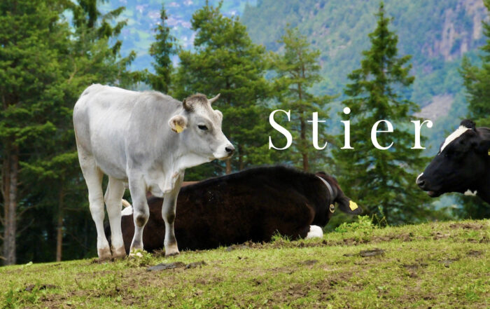 Stier im Horoskop